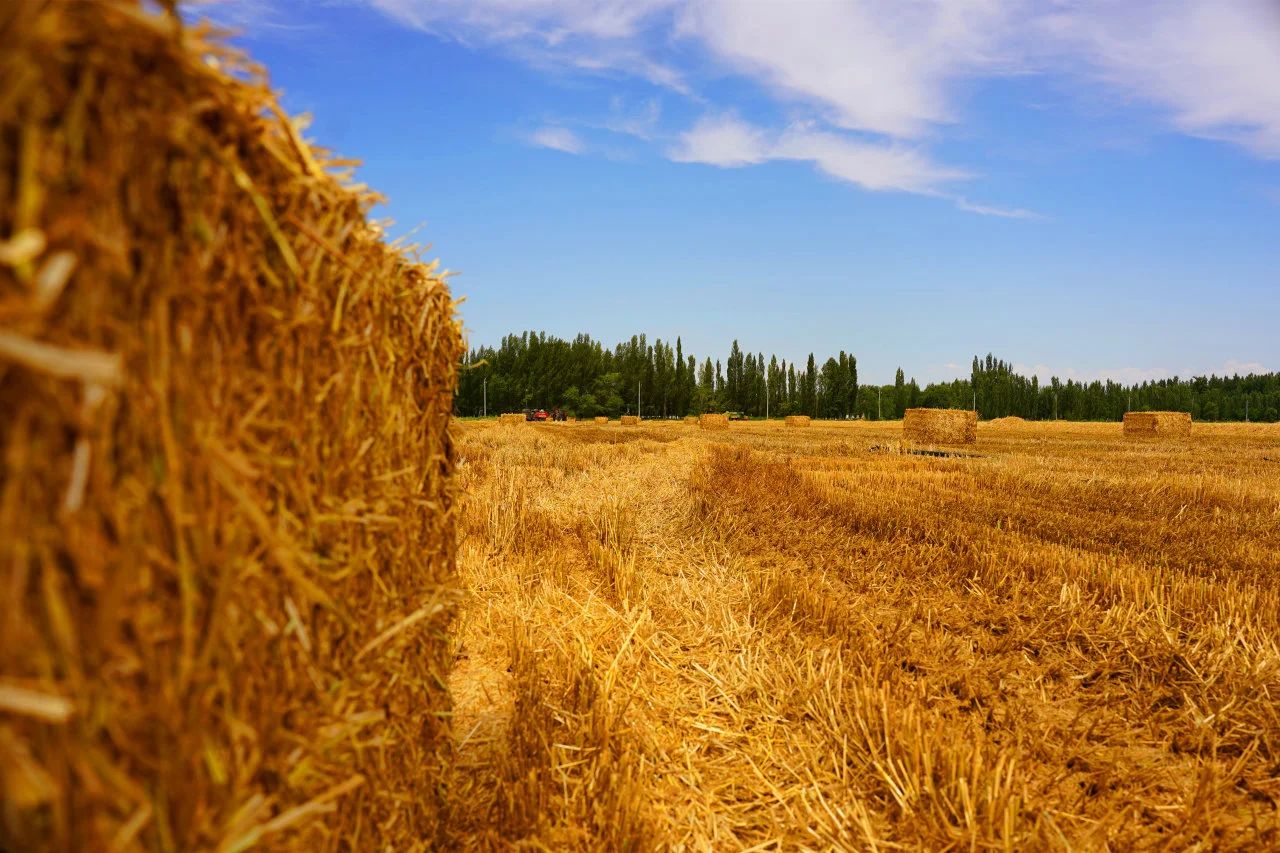 1748482045550394.jpg 11443a953af7b8c7e270a05f6a25502c.jpg